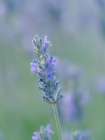 English lavender, Garden, New Mexico Art Print